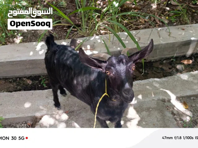 شاه عمانيه