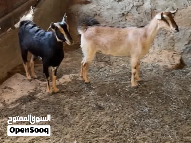 حلال الدار عقر اضاحي