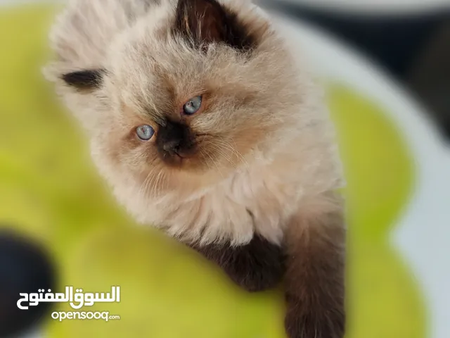 كتن هملايا شوكلت بيور عمر شهرين ذكر وانثى