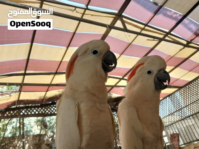 ببغاء كوكاتو ملوكن أليف