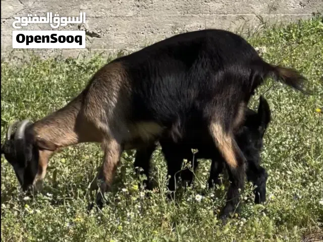 غنم سمار البيني عمر 1 سنة ونصف