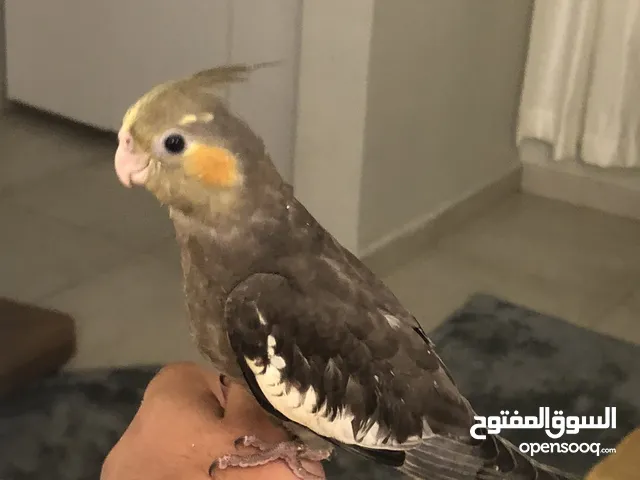 جبتلكم طرف كوكتيل حبشي ربي يبارك ترويض فل لون ربي يبارك عمر شهر ونص
