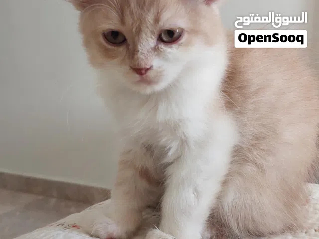 قطط العمر 3 لشهر