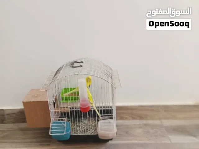 طيور بقلينو بسعر حرق