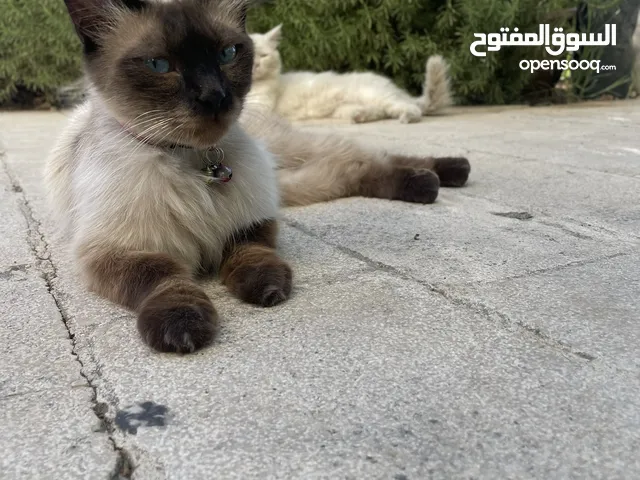 قطة سيامي أنثى