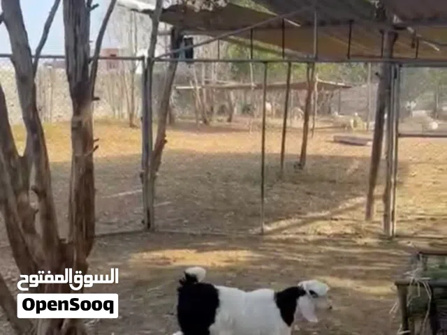 حيوانات للبيع