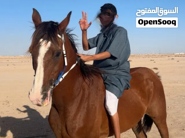 خيل عربي للبيع او البدل بشي مناسب