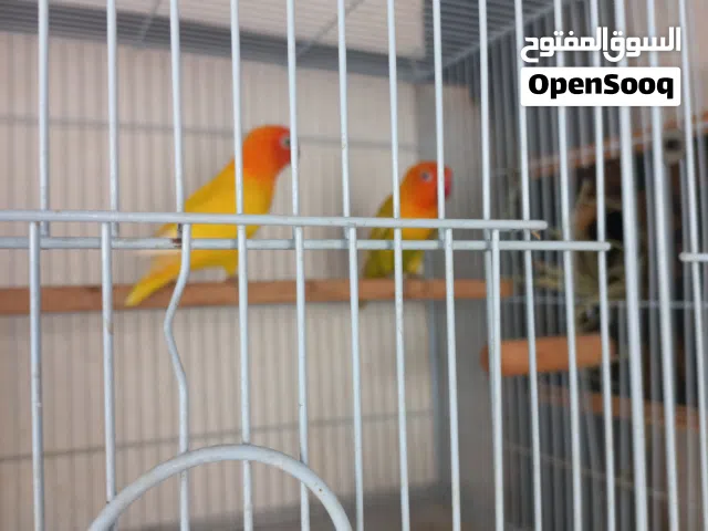 زوج فيشر لاتينو