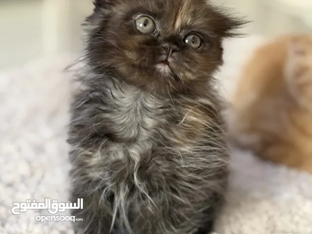 Scottish fold chinchilla longhair kitten