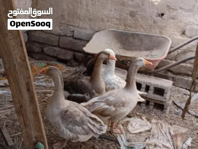 السلام عليكم اقراه لوصف جوه