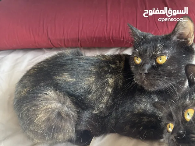 للتبني مجاني قط ذكر وقطه انثى العمر سنتين ونصف