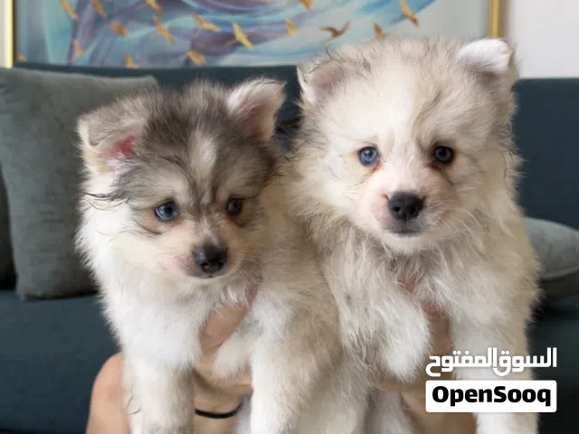 Pomsky (blue eyes) (pomeranian x husky breed)