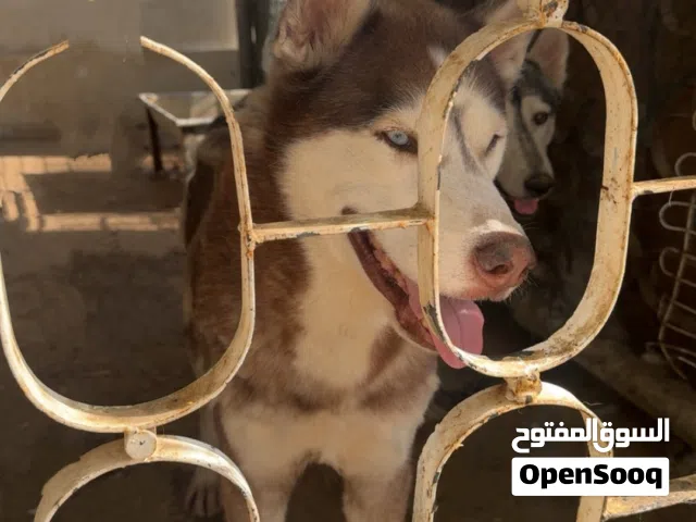 هسكي للبيع العمر سبع سنين و اصلي بيور و ذكر و معه الجواز و مطعم مخلص