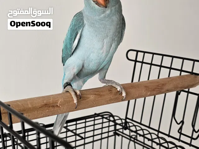 ببغاء الدرة اللون الازرق التركوازي