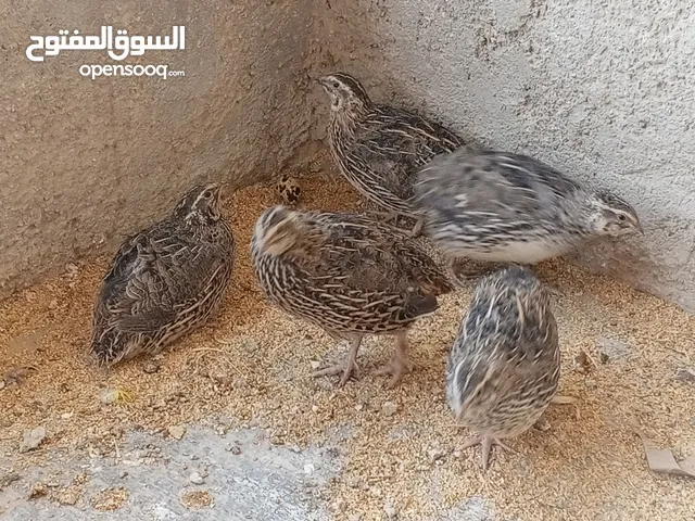 فربات للبيع ....