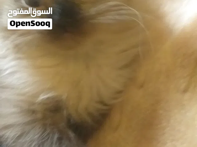 نتاية النوع هملاايا العمر شهر ونص