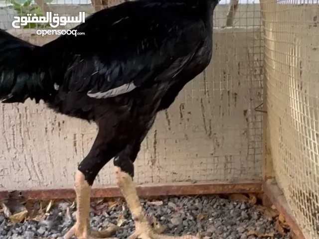 للبيع ديوجه باكستانيه الواحد 400 قابل