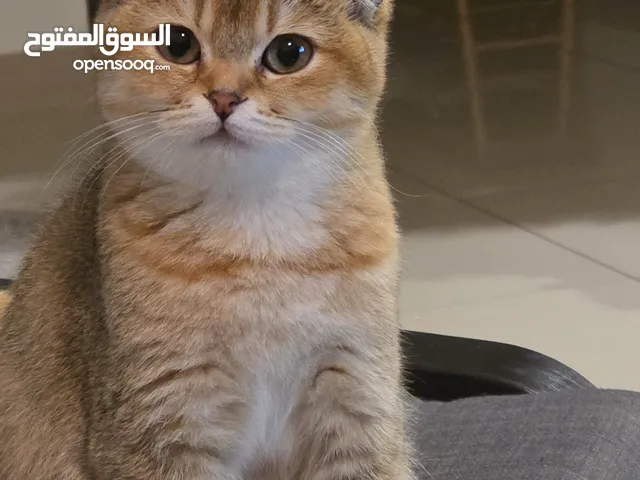 سكوتش فولد