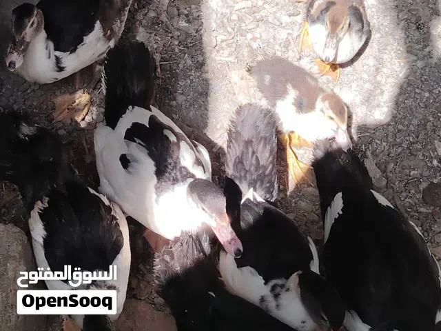 بط مصري عمر 3 شهور تقريباً
