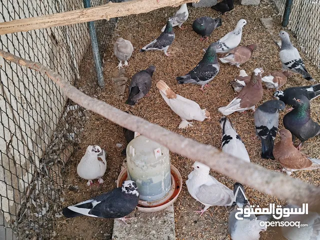 للبيع كامل الكمية