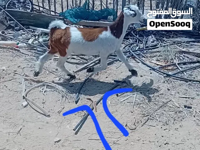 للبيع تيوس وسخلات وحمله