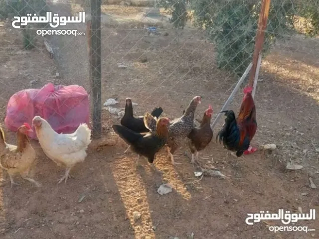 جاج بلدي بياض وفرخات بلدي نخب اول عمر 3 شهور ونص