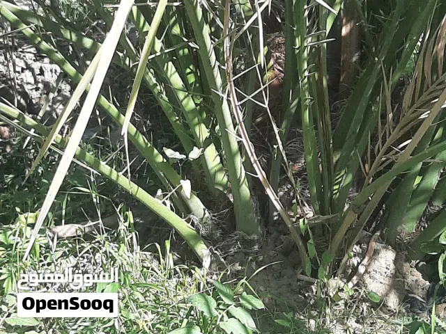 فسائل برحي عدد 2