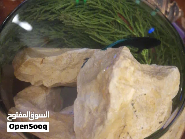 للبيع ماركة فايتر مميزة وجذابة المظهر و اللون حجم وسط موديل رائع مع كامل اغراضها