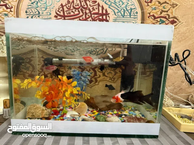 13سمك مع حوض اقرا تفاصيل