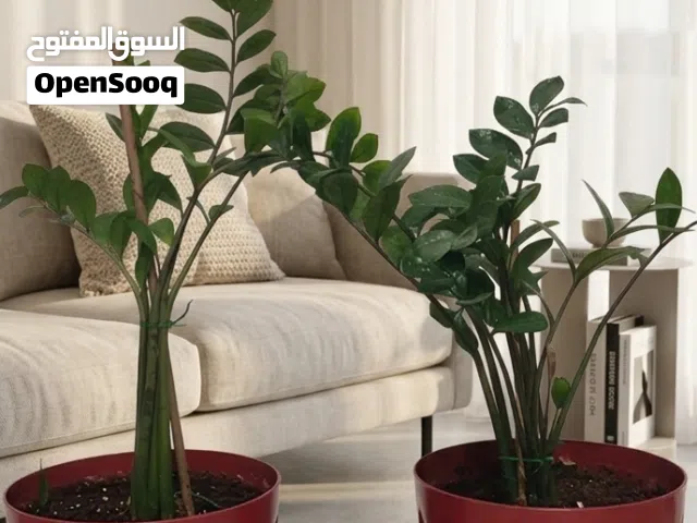 Stunning Pair of ZZ Plants!