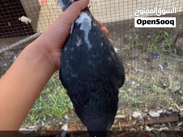 للبيع حمام لوت