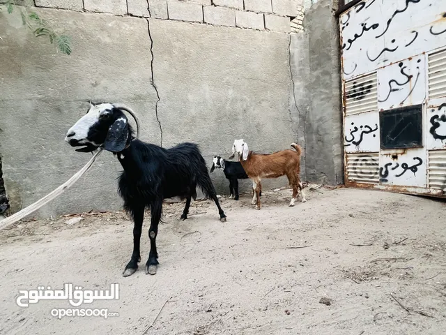 صخول شاميات وراهن توم و ثنين قطريات مضاريع