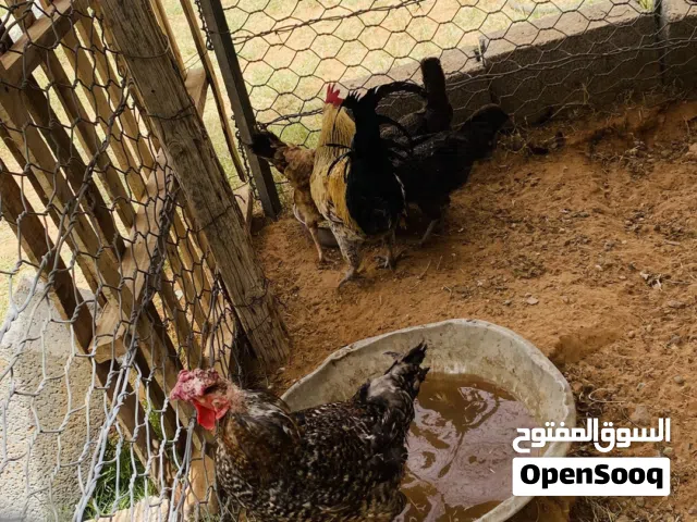 دجاج عربي للبيع