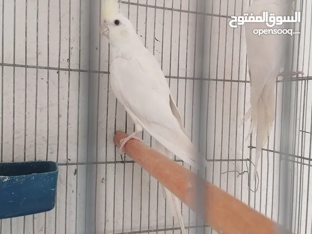 جوزين كوكتيل البينو للبيع