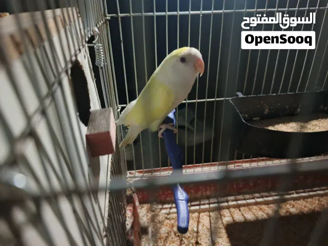 ماشالله موجود جوز روز لتينيو كل شي موجود قدامكوو الوصف