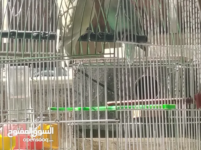 عصفورين روز (ذكر+أنثى) بصحة ممتازه