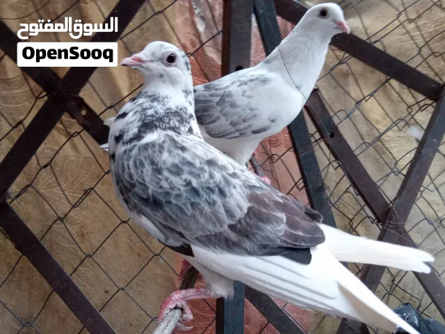 عرطه الحبه الحمامه بخمسميه
