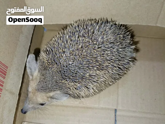 للبيع قنفذ