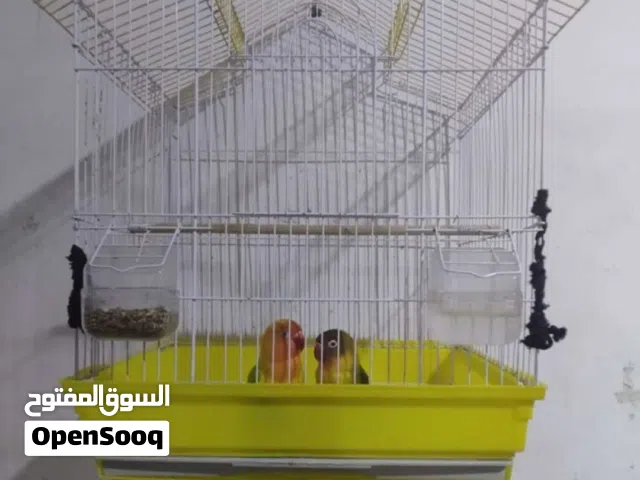 طيور حب فيشر للبيع