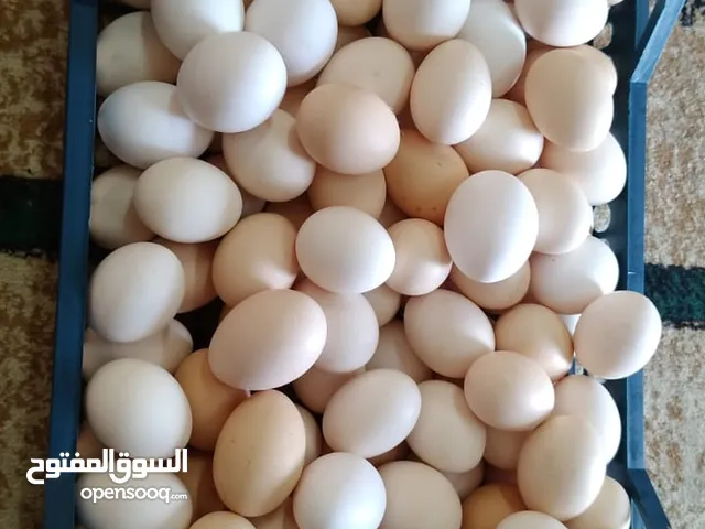 بيض عماني بلدي وايضا حليب الغنم والابقار