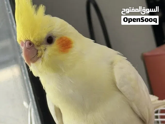 كوكتيل لاتينو مروض