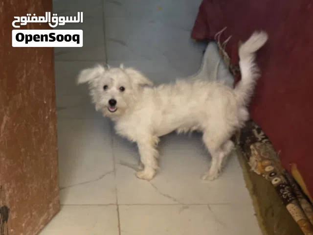 كلب زينه للبيع في البصرة