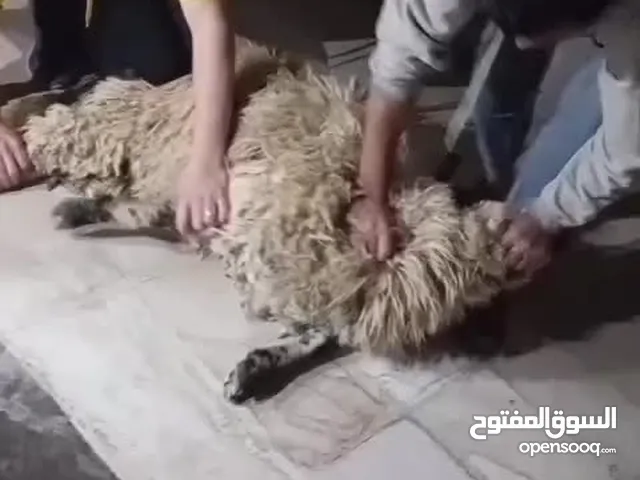 لحام لذبح الاضاحي