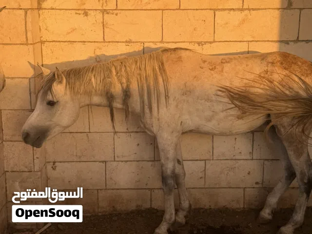 خيول عربيه واهوا