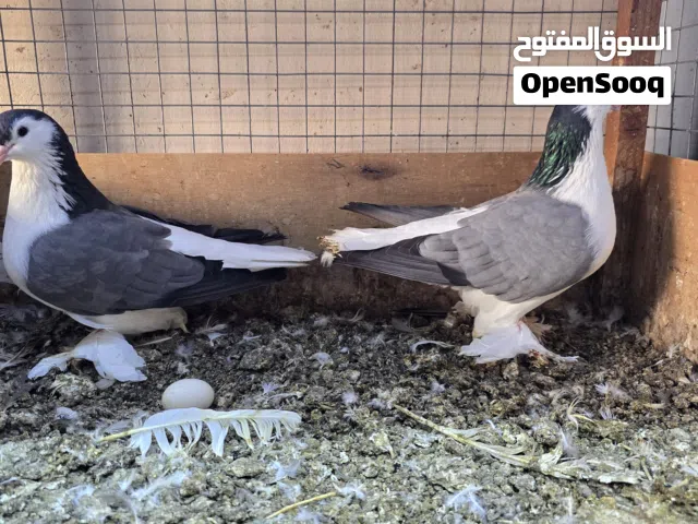 حمام شيرازي