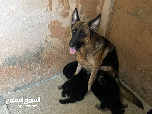جراء لبيع جرمني