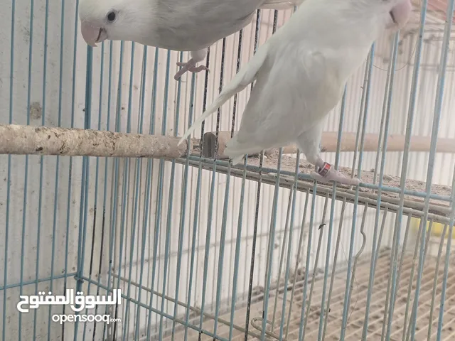 زوج لافبيرد