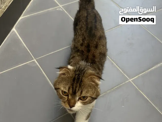 قطوه الليفه مادري كم عمرها ماتعض ولا تشمخ وتحب اللعب وهاديه  حط سعرك وتعال اخذهاا الان