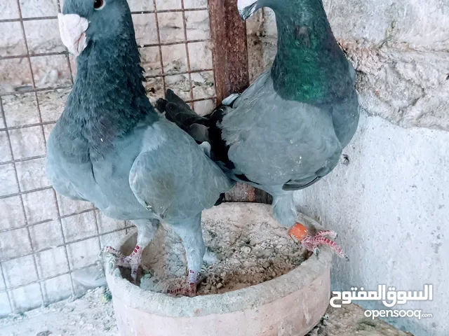 جواز نخب اول
