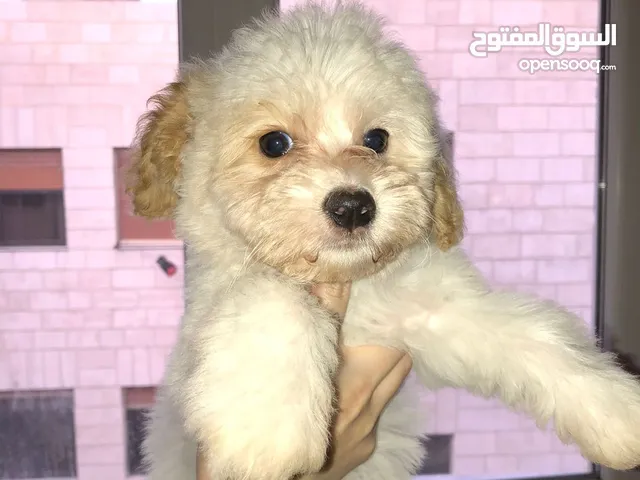 4 كلاب فرينش  للبيع